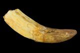 Rooted Cretaceous Fossil Crocodile Tooth - Morocco #131037-1